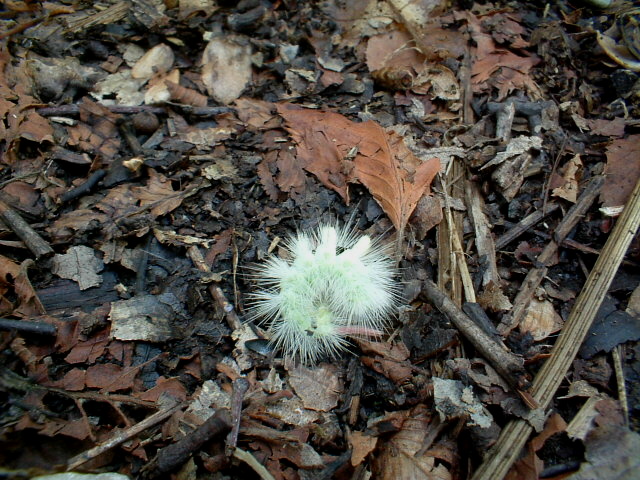 Piccolo e indisponibile bruchetto (Calliteara pudibunda)
